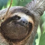 Three-toed sloth in Manuel Antonio National Park, Costa Rica