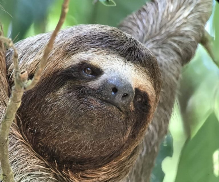 Three-toed sloth in Manuel Antonio National Park, Costa Rica