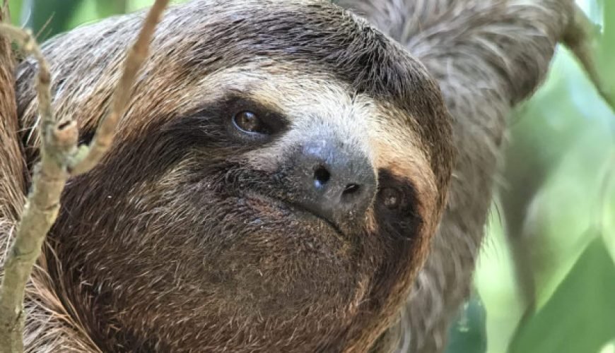 Three-toed sloth in Manuel Antonio National Park, Costa Rica