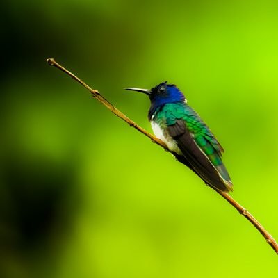 Tours in Monteverde