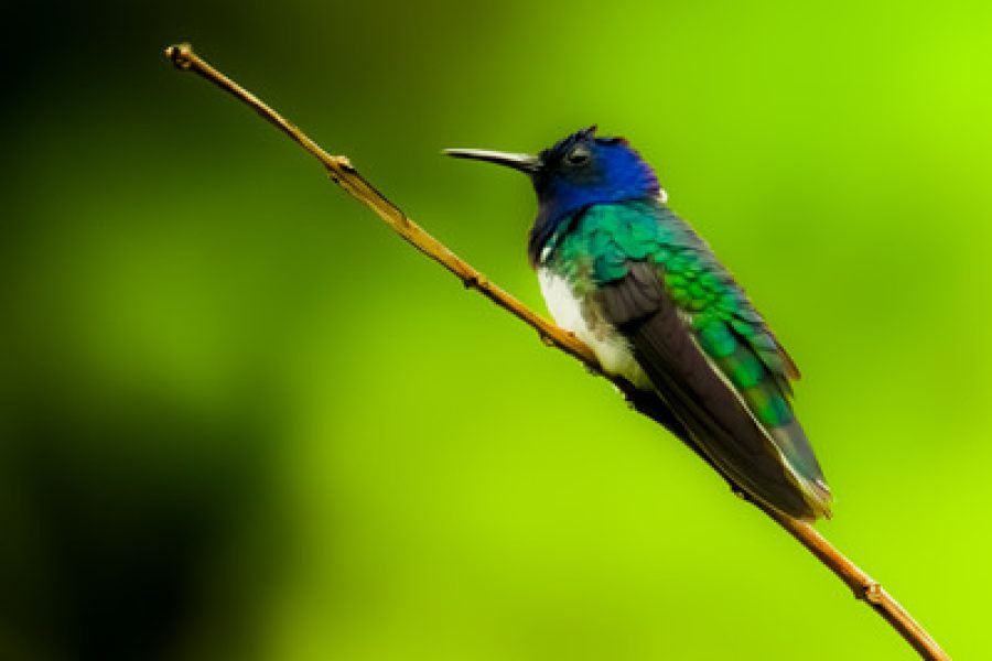 Hummingbird photographed on the San Gerardo de Dota quetzal birdwatching tour
