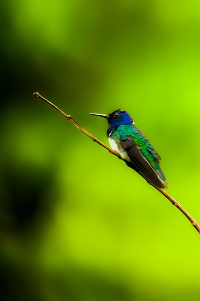 Hummingbird photographed on the San Gerardo de Dota quetzal birdwatching tour