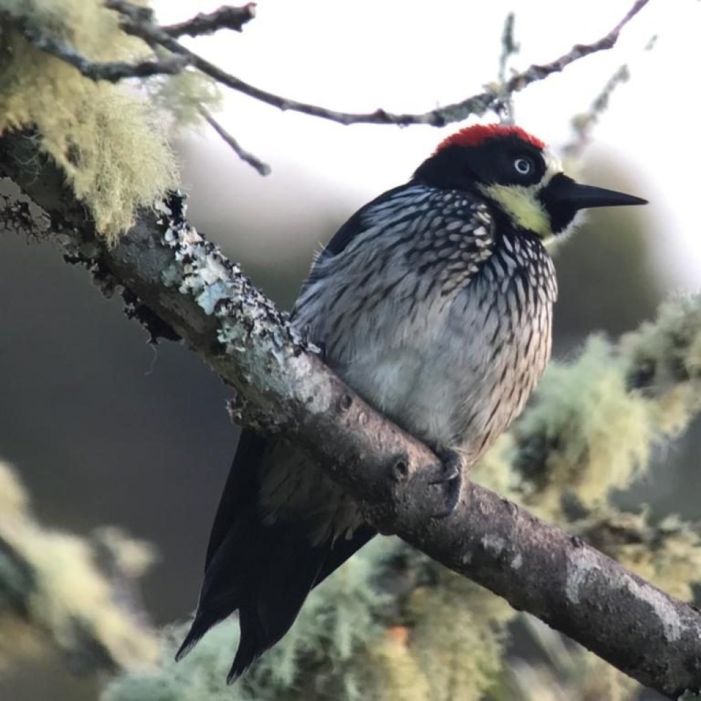 Acorn woodpecker on a lichen-covered branch in San Gerardo de Dota