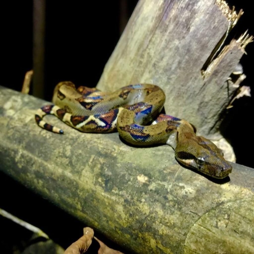 Boa coiled on a branch at night in the Damas mangrove estuary