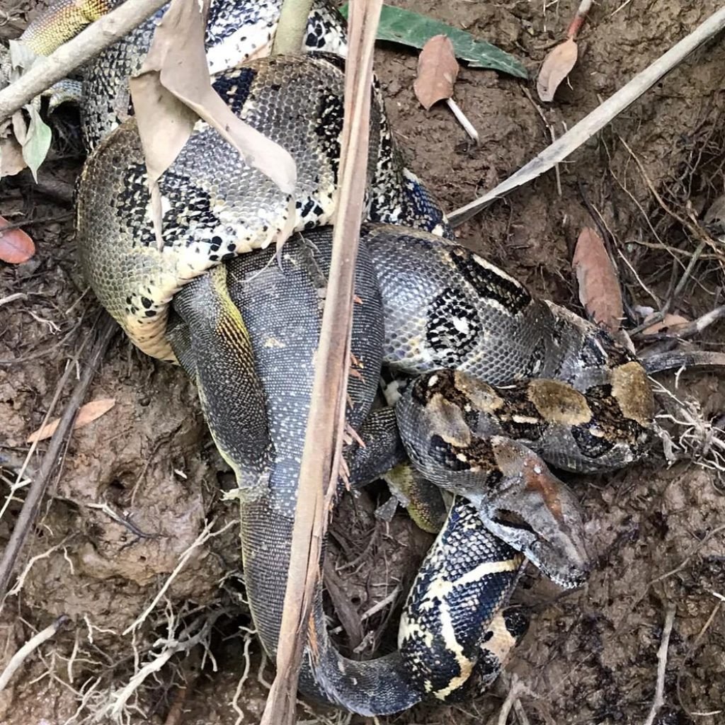 Boa constrictor spotted on the Damas Island mangrove boat tour