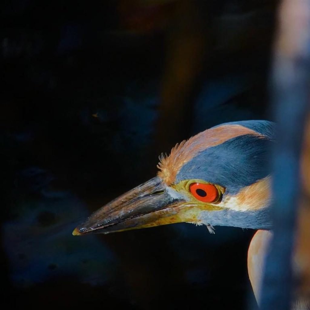Boat-billed heron close-up in the Playa del Rey wetlands