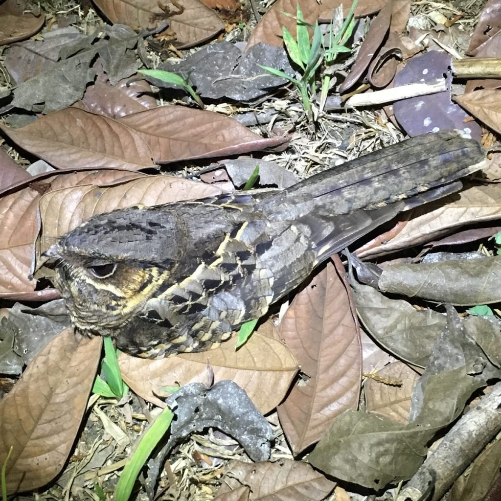 Common pauraque nightjar camouflaged on the forest floor during the night tour
