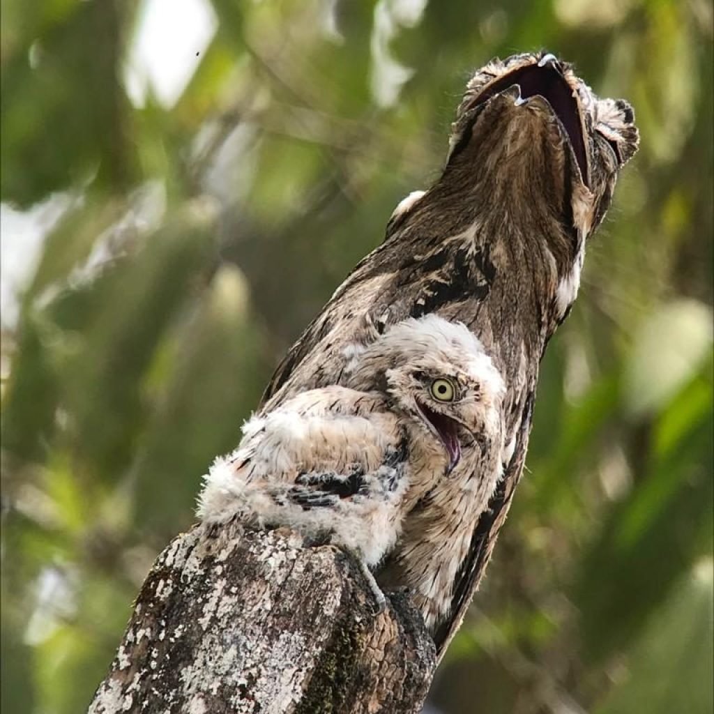 Common potoo camouflaged on a trunk with its chick, Esquipulas birding tour