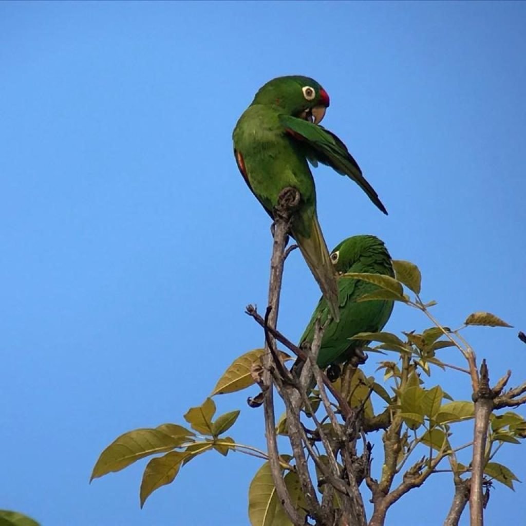 Crimson-fronted parakeets on a treetop at Playa del Rey, Costa Rica