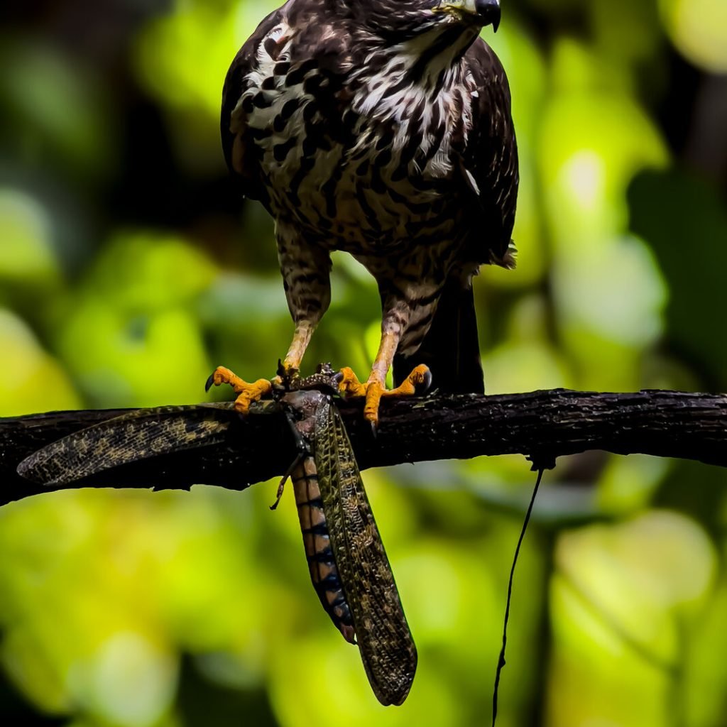 Raptor seen through the scope on the Esquipulas birdwatching tour with Wakoo Tours