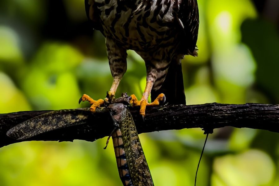 Raptor seen through the scope on the Esquipulas birdwatching tour with Wakoo Tours