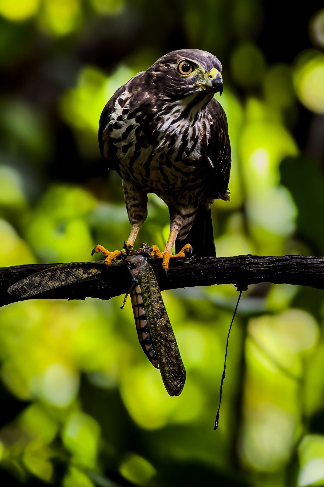 Raptor seen through the scope on the Esquipulas birdwatching tour with Wakoo Tours