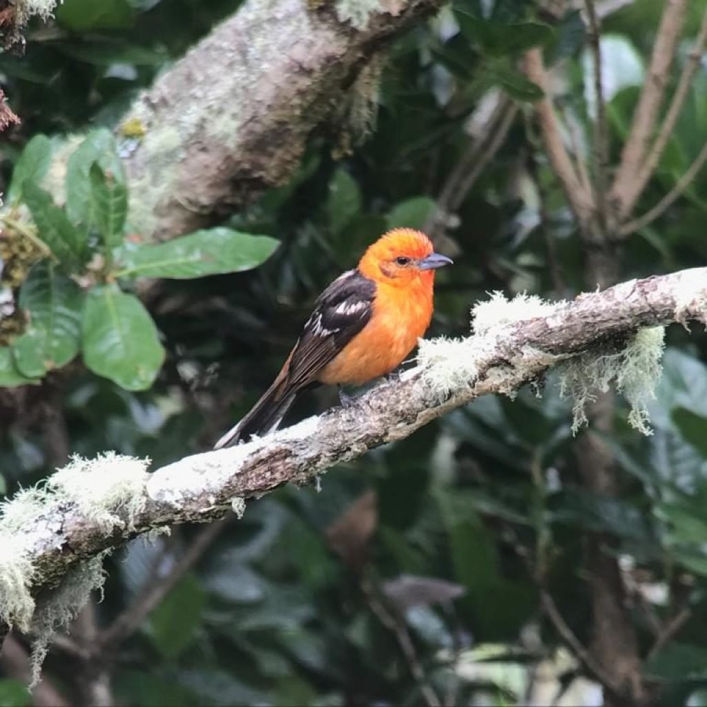 Flame-colored tanager perched on a mossy branch in the cloud forest