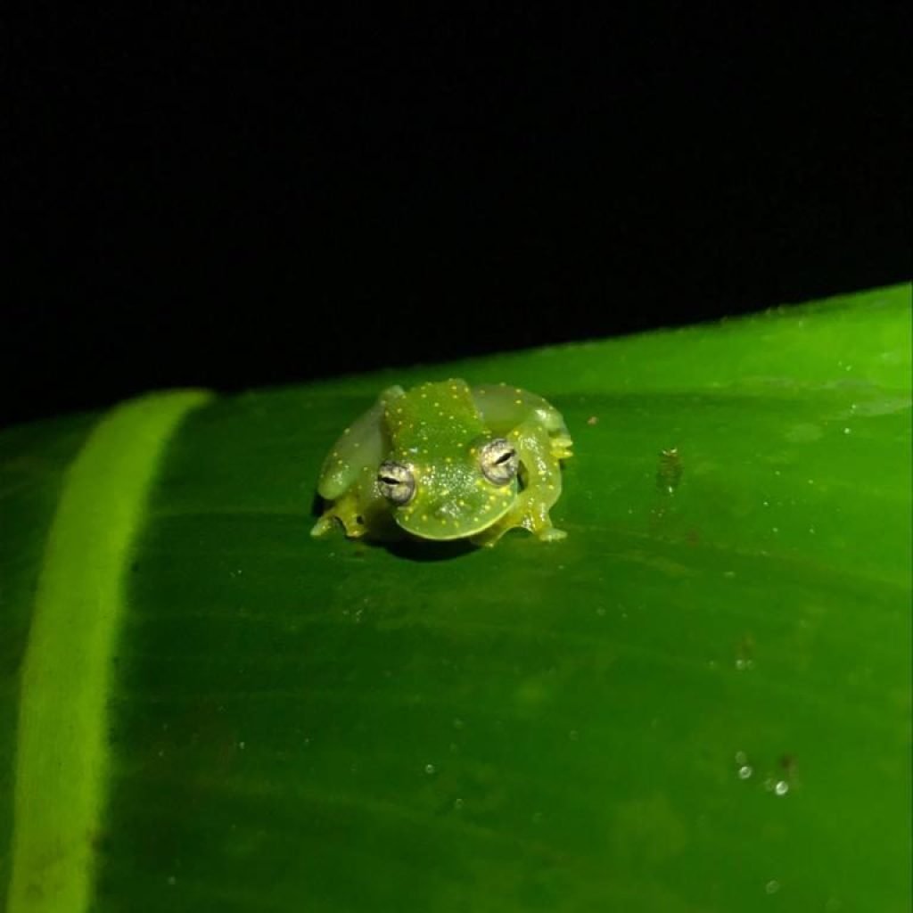Glass frog on a leaf during the night mangrove tour in Costa Rica