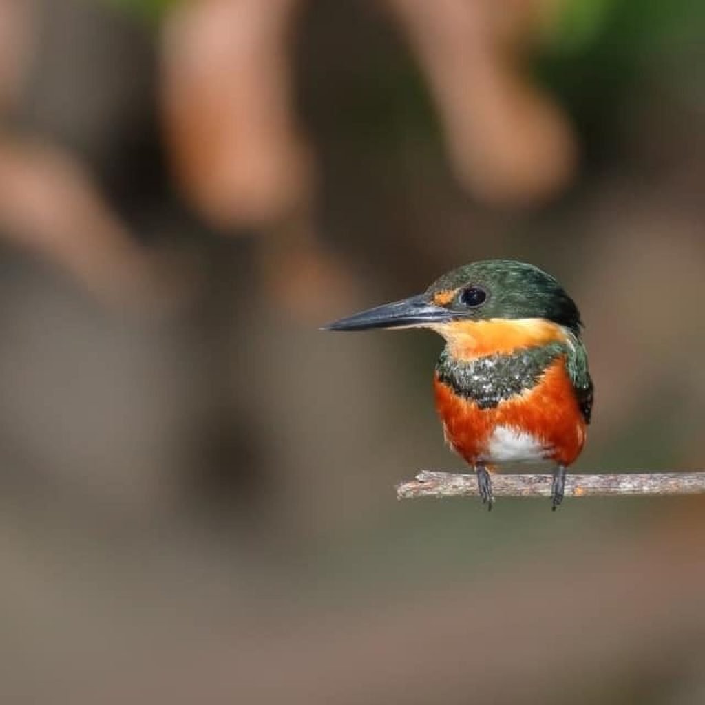 Green kingfisher perched on a branch during the Damas mangrove boat tour in Costa Rica