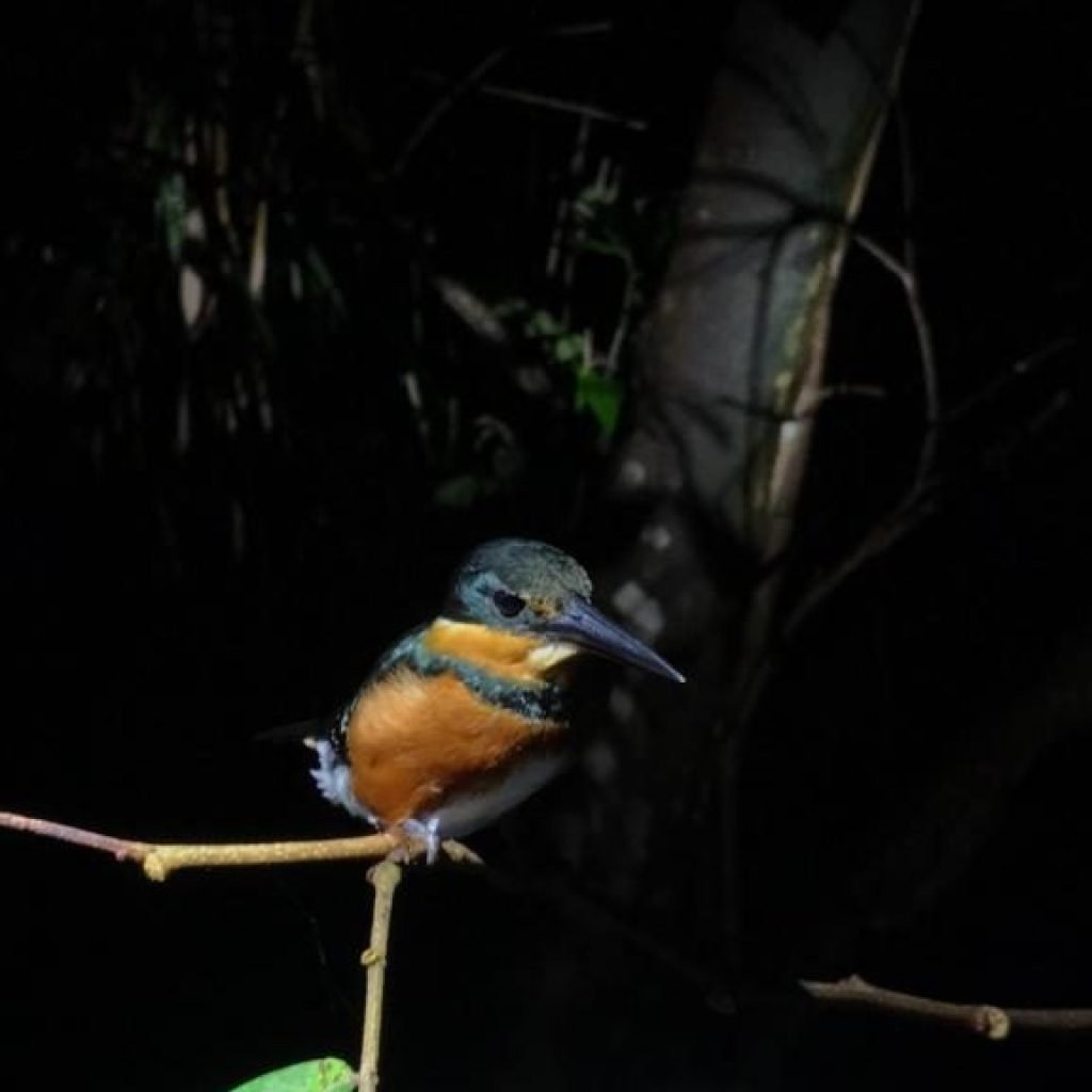 Green kingfisher perched at night in the Damas mangrove, Costa Rica