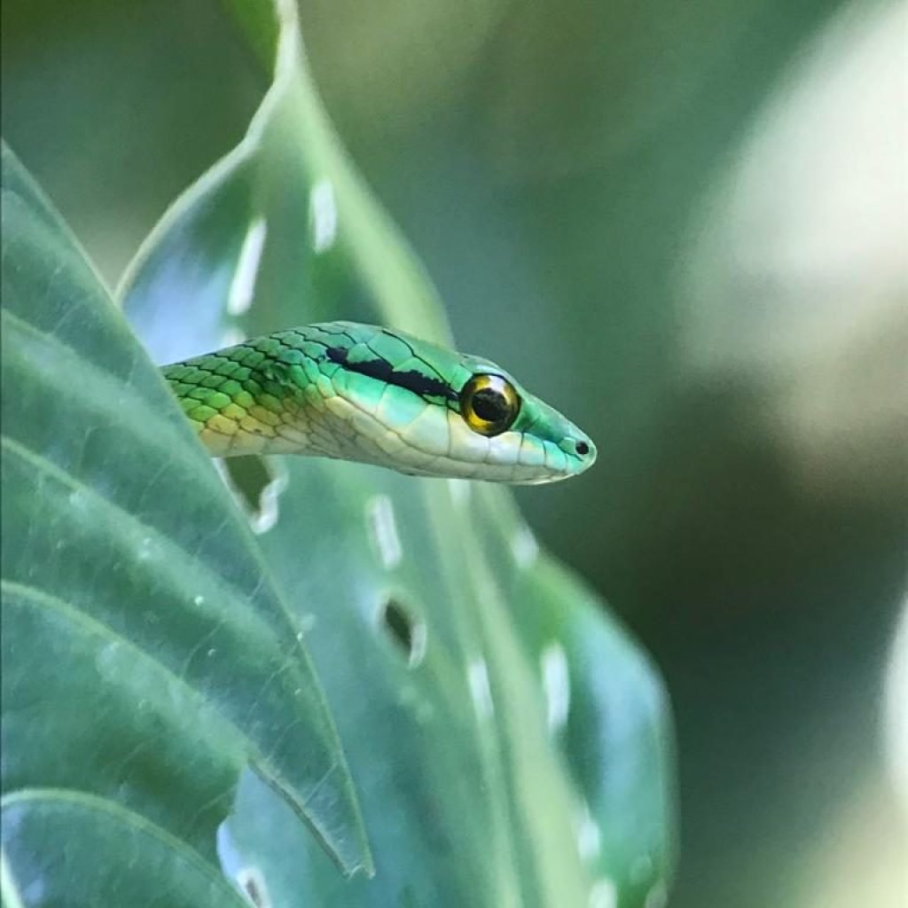 Green vine snake among leaves on the Manuel Antonio night tour