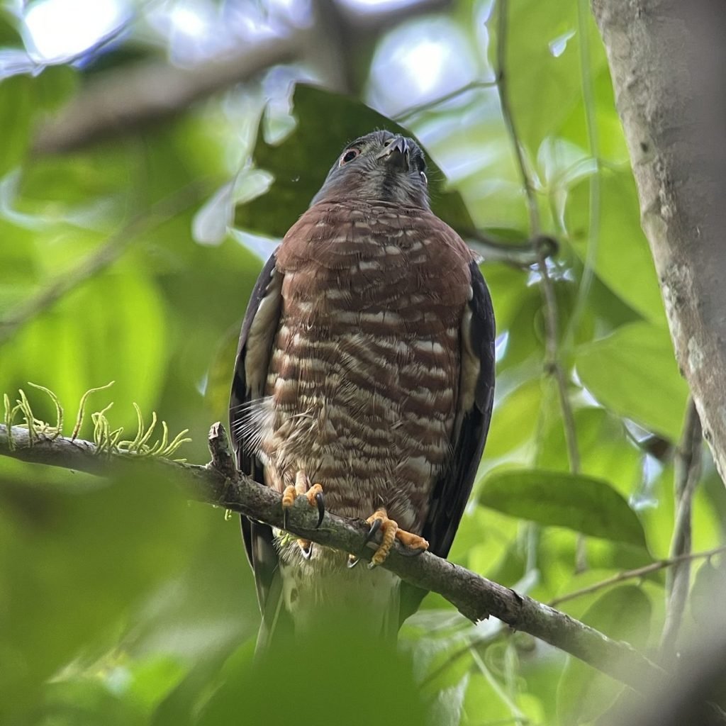 Hawk perched in the forest canopy of Carara National Park
