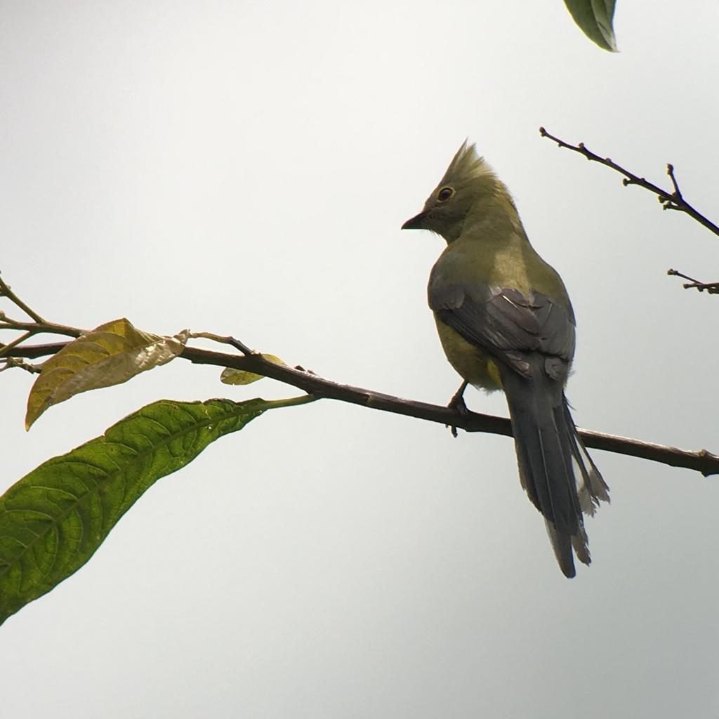 Long-tailed silky-flycatcher perched high in the cloud forest, San Gerardo de Dota