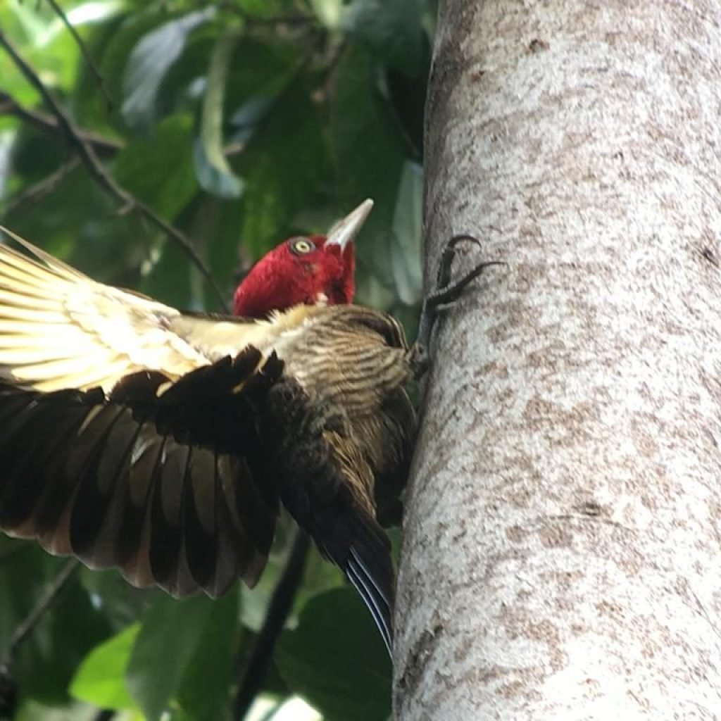 Pale-billed woodpecker on a trunk during the Playa del Rey birdwatching tour in Costa Rica