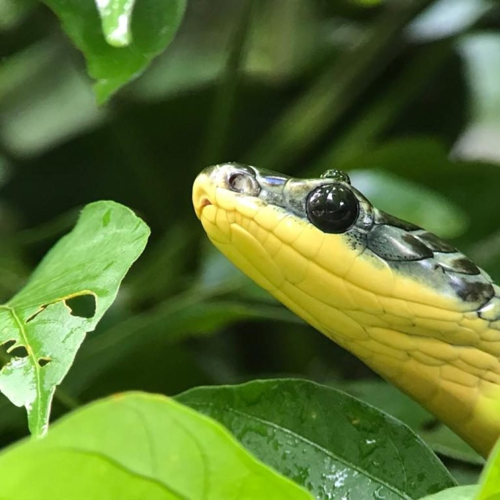 Parrot snake close-up during the Manuel Antonio wildlife night walk