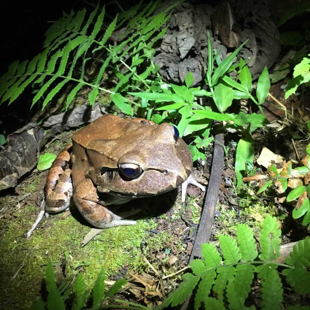 Rain frog photographed at night in Manuel Antonio, Costa Rica