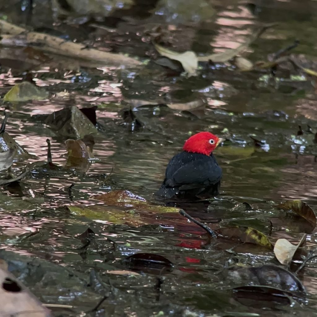 Red-capped manakin bathing in a Carara wetland pool