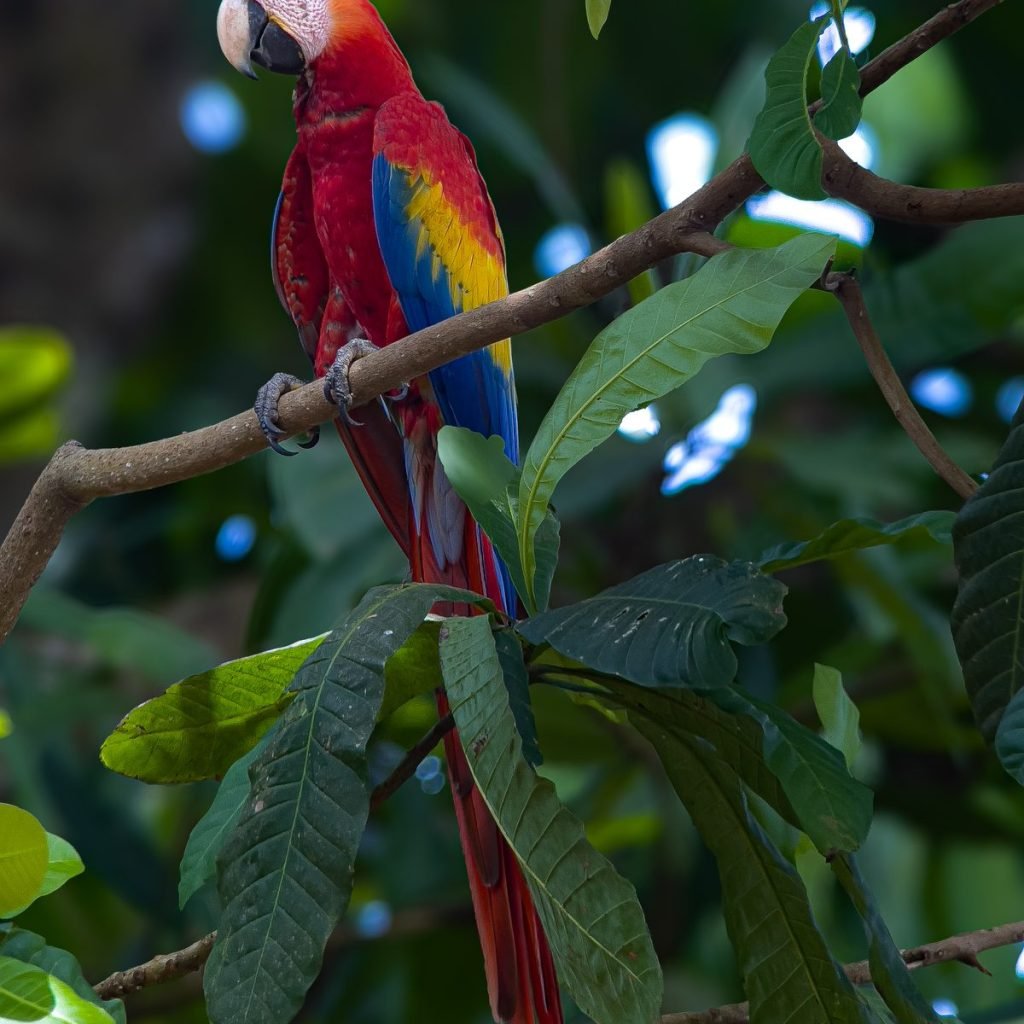 Wild scarlet macaw among the foliage in Carara National Park, Costa Rica