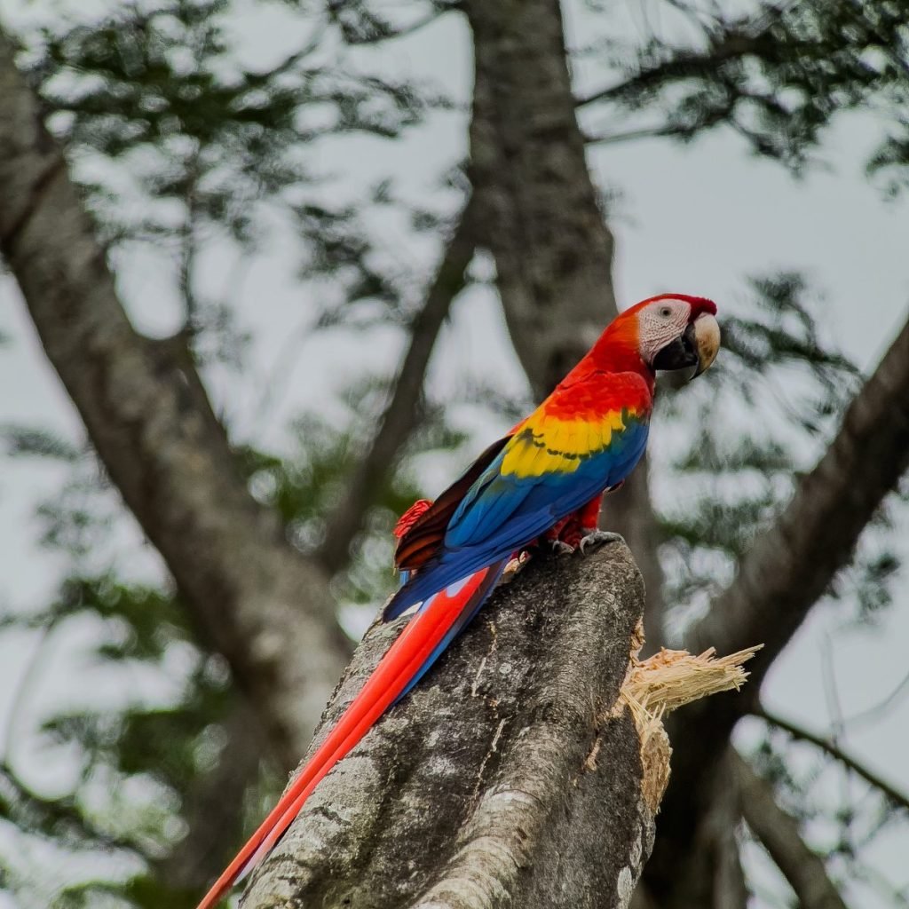 Scarlet macaw perched on a branch during the Carara birdwatching tour