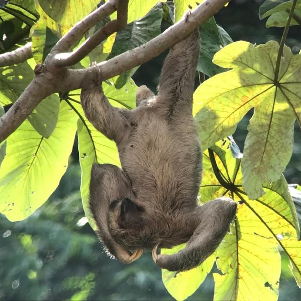 Three-toed sloth spotted from the boat on the Damas mangrove tour near Manuel Antonio