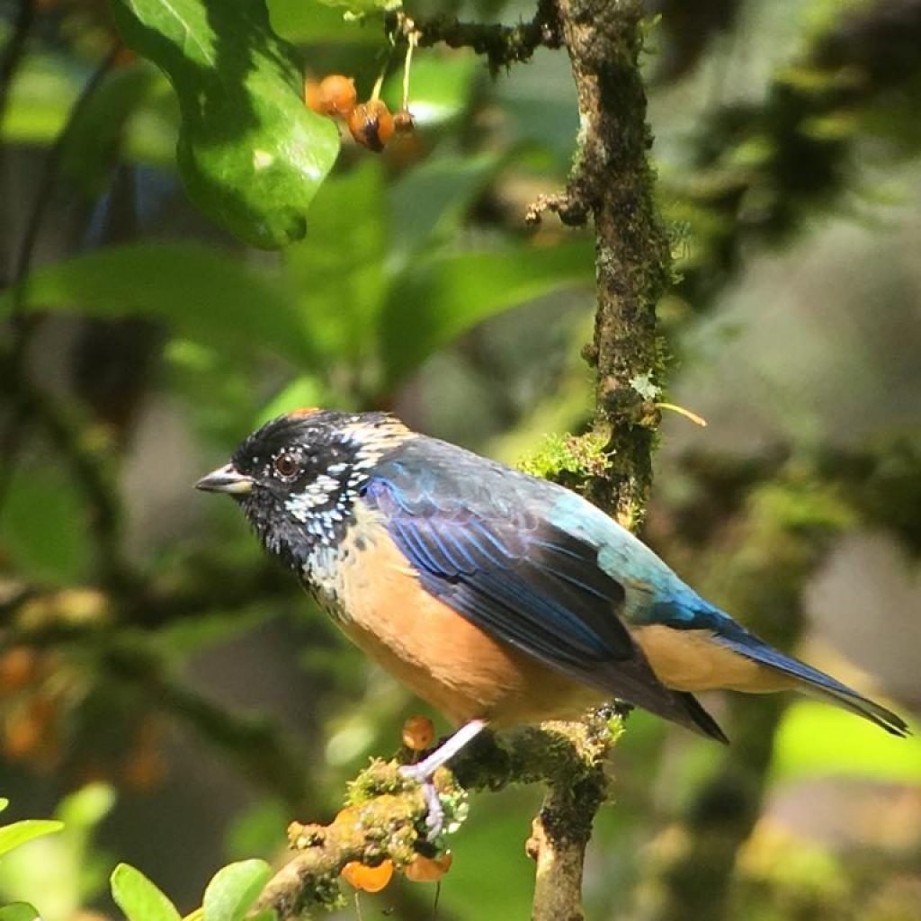 Spangle-cheeked tanager in the cloud forest during the Resplendent Quetzal tour