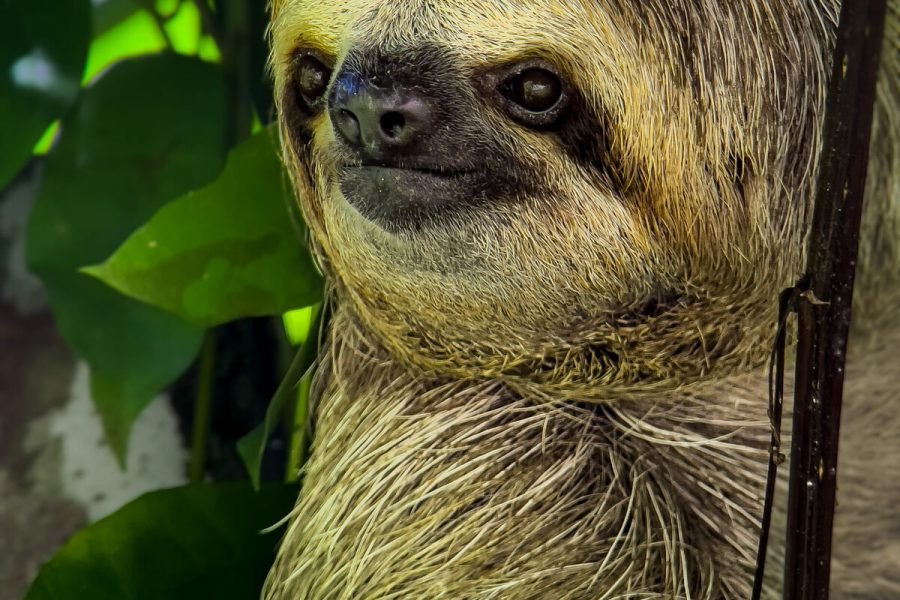 Three-toed sloth face close-up in Manuel Antonio National Park, Costa Rica