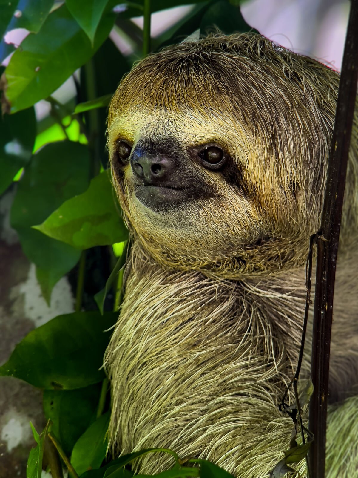 Three-toed sloth face close-up in Manuel Antonio National Park, Costa Rica