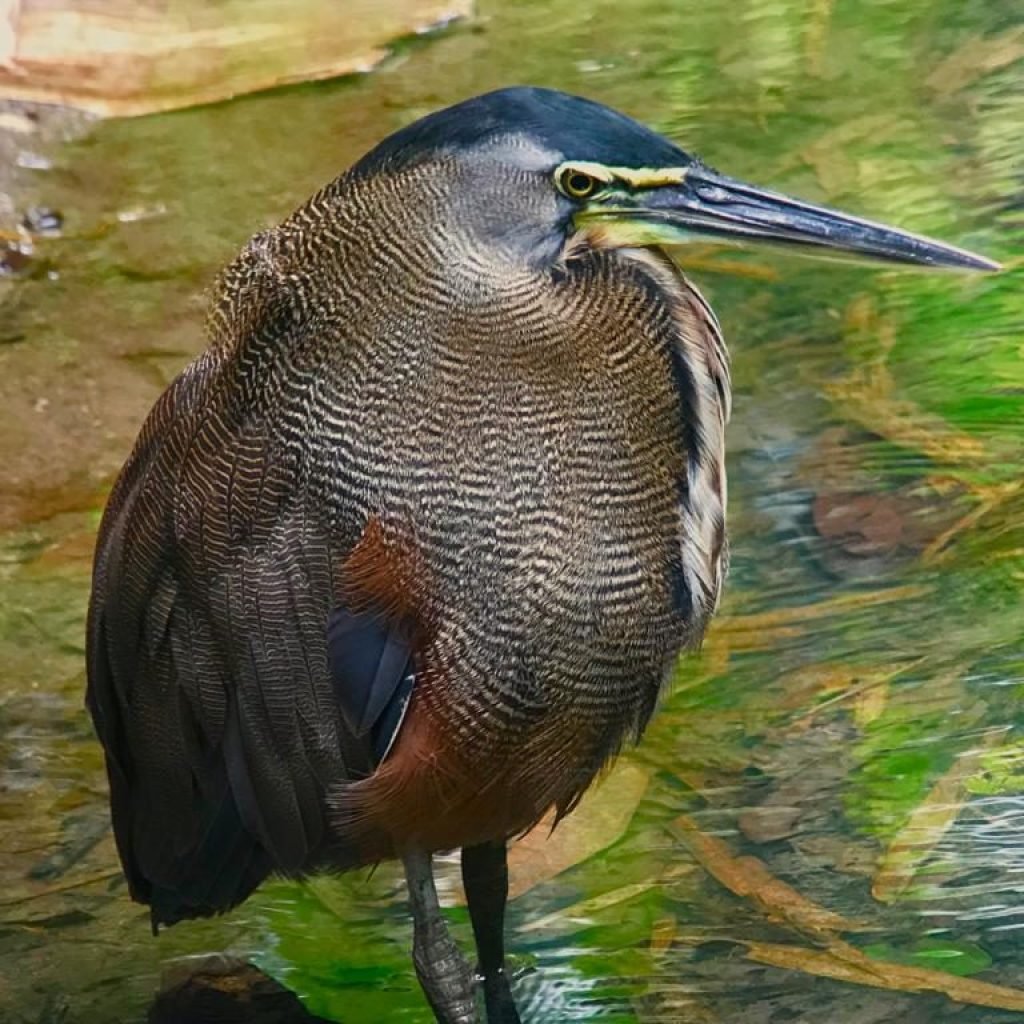 Tiger heron standing in the wetlands during the Playa del Rey birding tour near Manuel Antonio