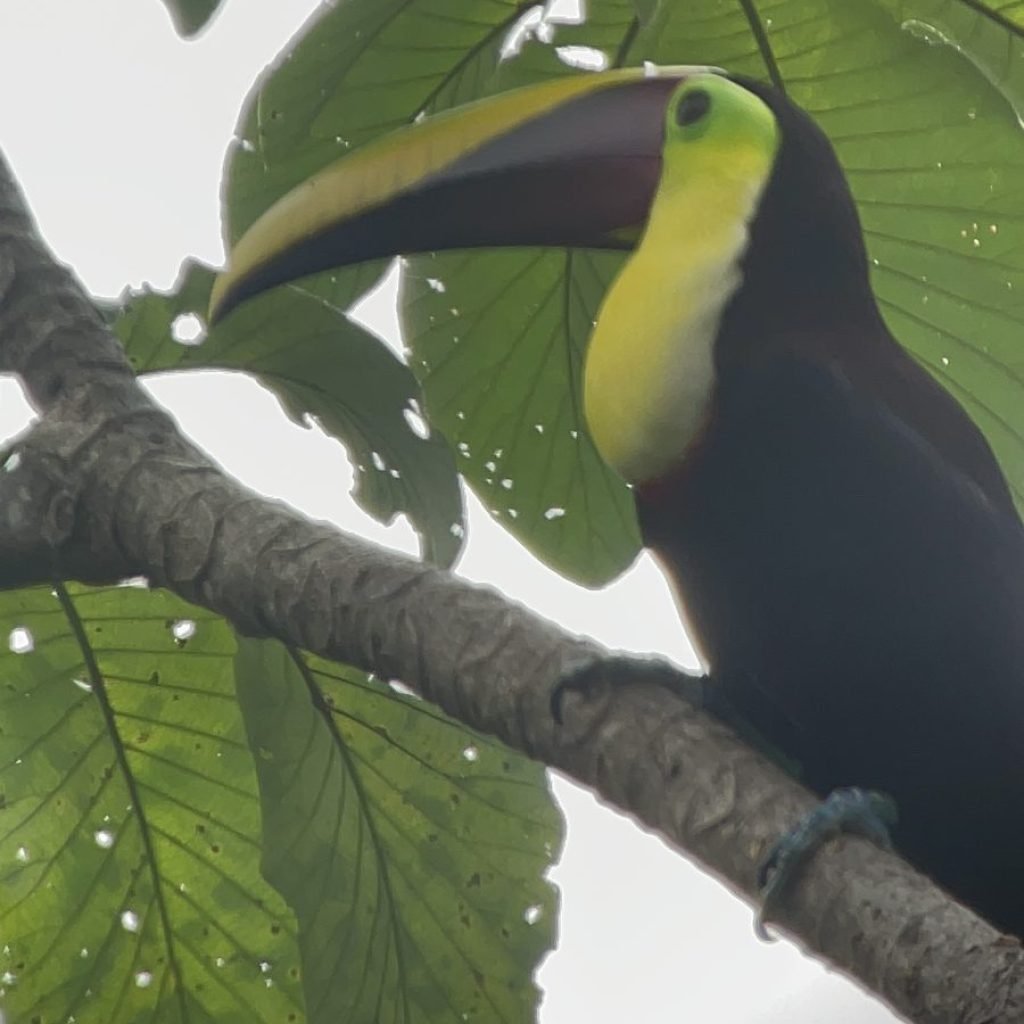 Yellow-throated toucan spotted on the Carara National Park birding tour