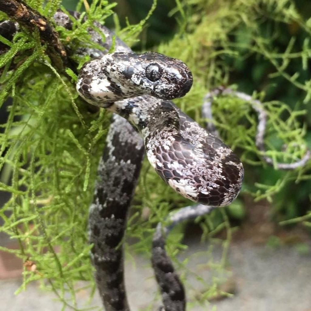 Tree snake found at night in Manuel Antonio, Costa Rica