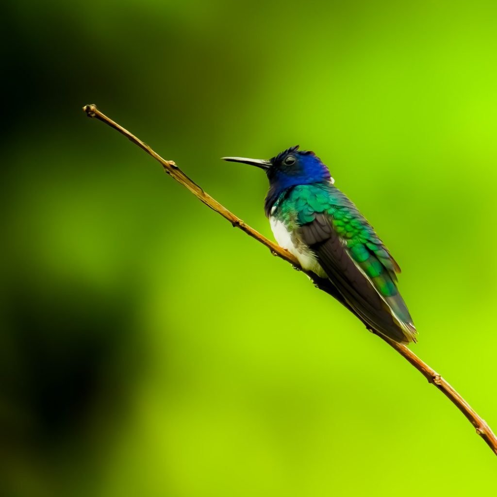 White-necked jacobin hummingbird photographed on the Esquipulas birding tour