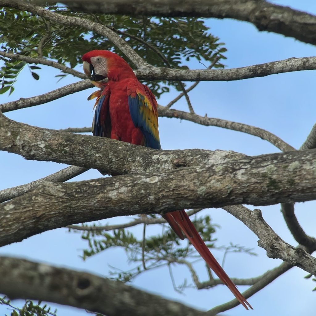 Wild scarlet macaw preening on a branch in Carara National Park