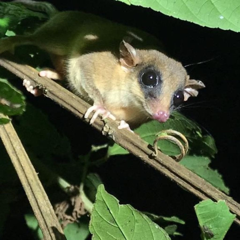 Woolly opossum spotted with specialized lights on the Manuel Antonio night tour