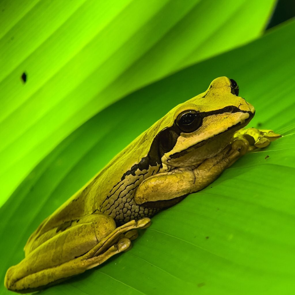 Yellow tree frog spotted on the Manuel Antonio wildlife night tour in Costa Rica