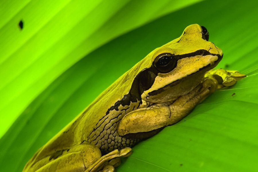 Yellow tree frog spotted on the Manuel Antonio wildlife night tour in Costa Rica