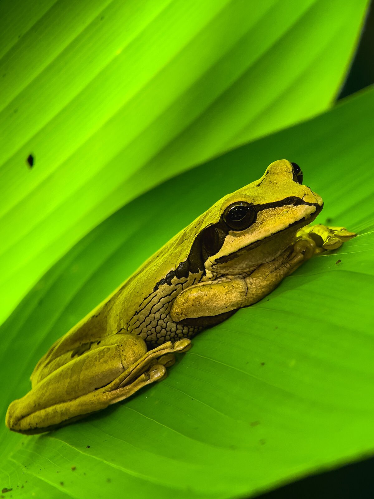 Yellow tree frog spotted on the Manuel Antonio wildlife night tour in Costa Rica