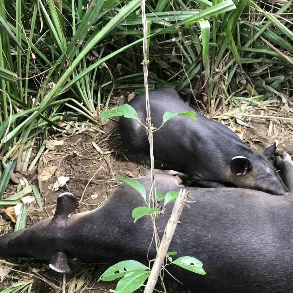 Two Baird's tapirs resting side by side on the forest floor in Corcovado National Park, Costa Rica