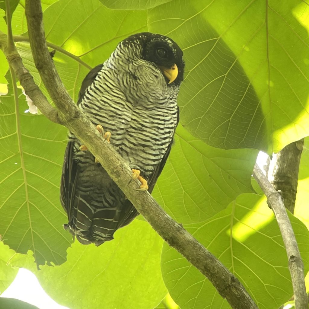 Black-and-white owl with a yellow bill perched on a branch in Carara National Park, Costa Rica