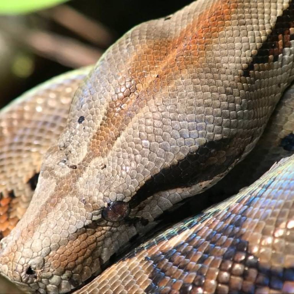 Large boa constrictor coiled on a branch, its patterned scales showing iridescent highlights