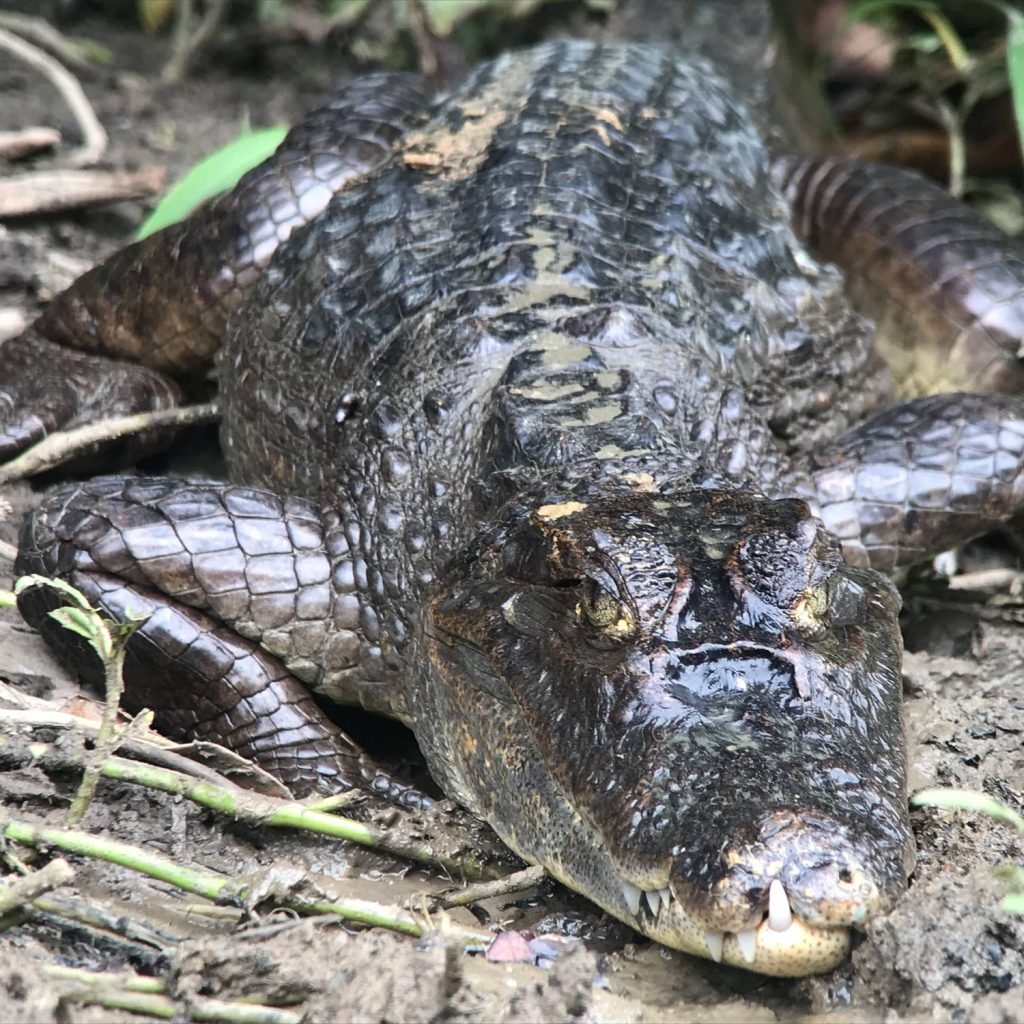 Caiman lying on a muddy riverbank in Corcovado, its armoured back and yellow eye filling the frame