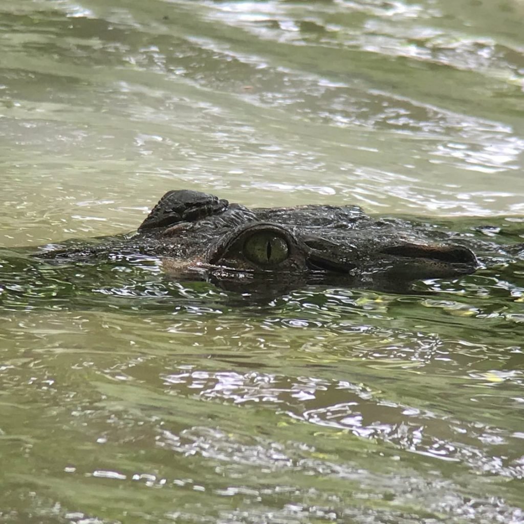 Crocodile floating at the surface of the Sierpe river, seen from the boat on the way to Corcovado