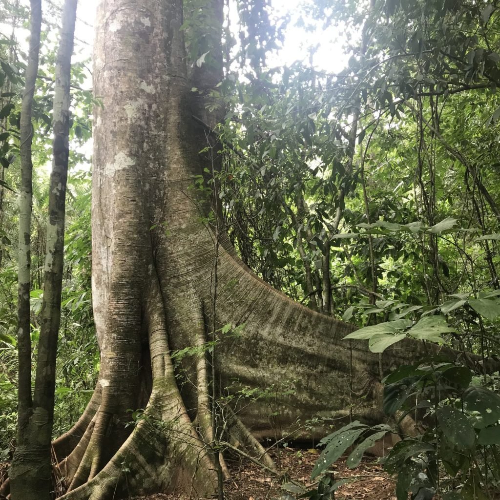 Huge rainforest tree with towering buttress roots rising from the leaf litter in Corcovado National Park