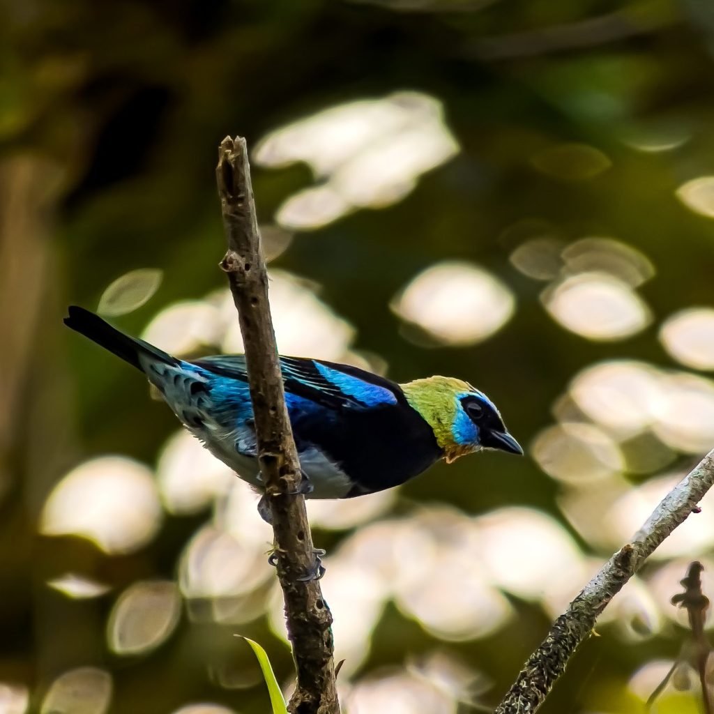Small tanager with a golden head and turquoise wings perched on a twig in Carara National Park