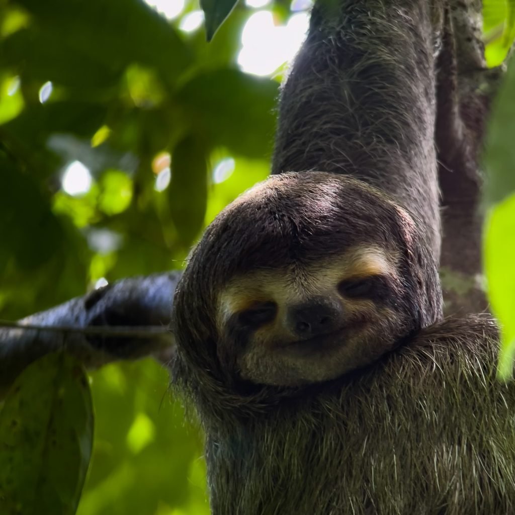 Two-toed sloth resting close-up in Manuel Antonio National Park, Costa Rica